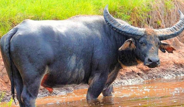 Water Buffalo or Asian Buffalo Image Courtesy