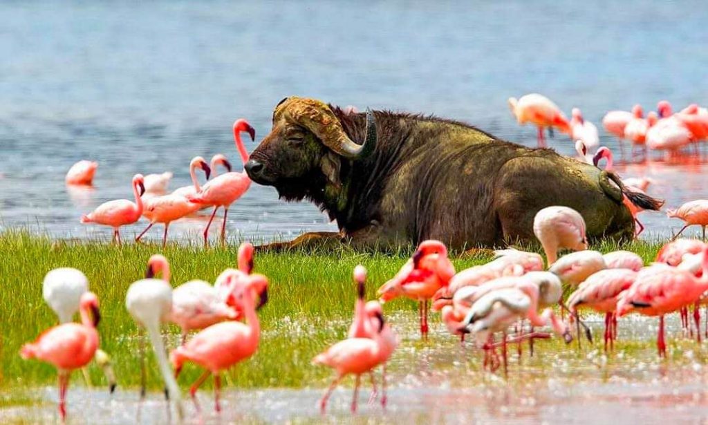 Buffalo at Lake Nakuru National Park