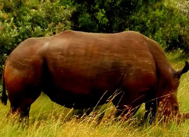 Ngulia Rhino Sanctuary.