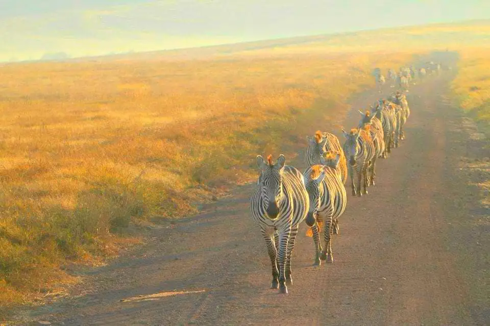 A Procession of Zebra at Ngoro Ngoro Crater, One of the destinations in East African Safari
