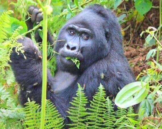 One of the Main Events in East Africa Safari Gorilla Trekking in Uganda