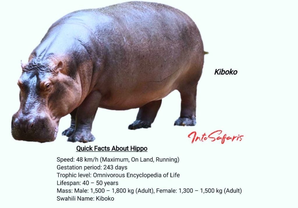 Hippo - wildlife animal names in Swahili