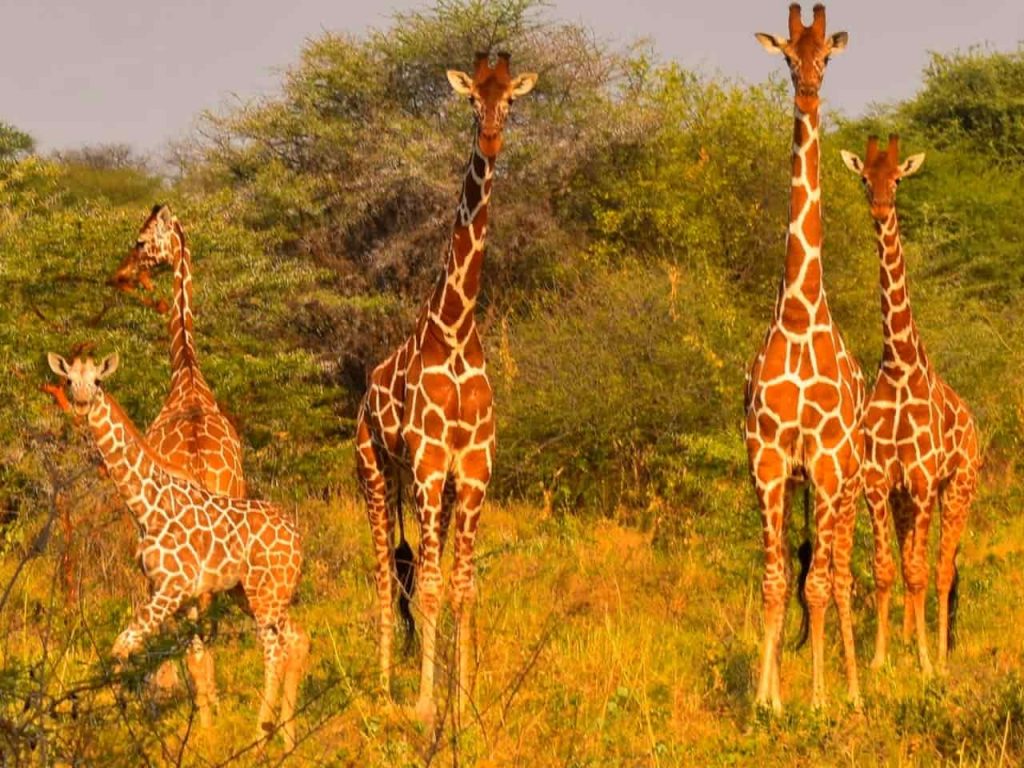 Meru National Park Giraffes Image Peter Gitonga