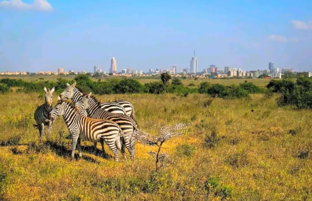 Nairobi National Park - One of the Nairobi Tourist Attractions.