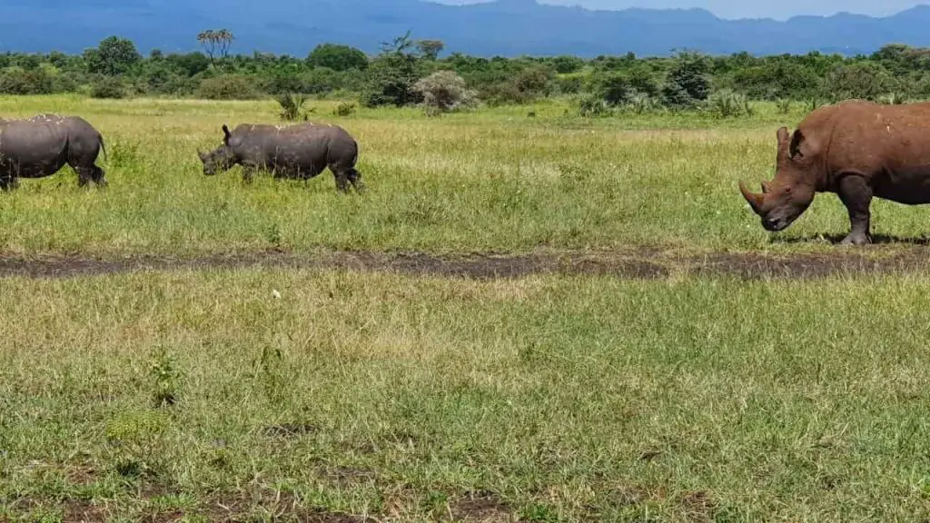 Rhino Sanctuary at Meru National Park Image Peter Gitonga
