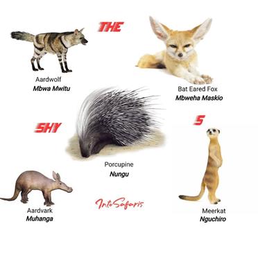 71 wildlife animal names in Swahili. The Ultimate Safari Guide
