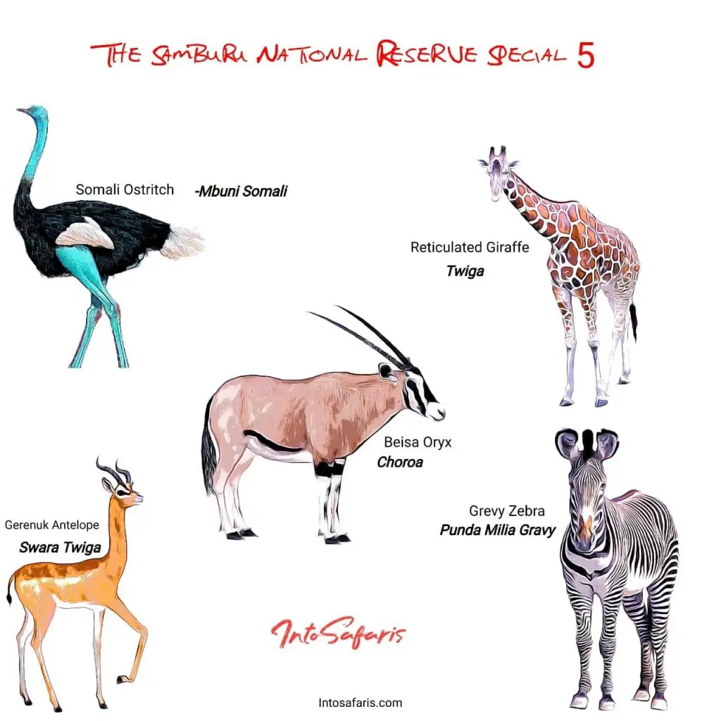 Special 5 Animals in swahili