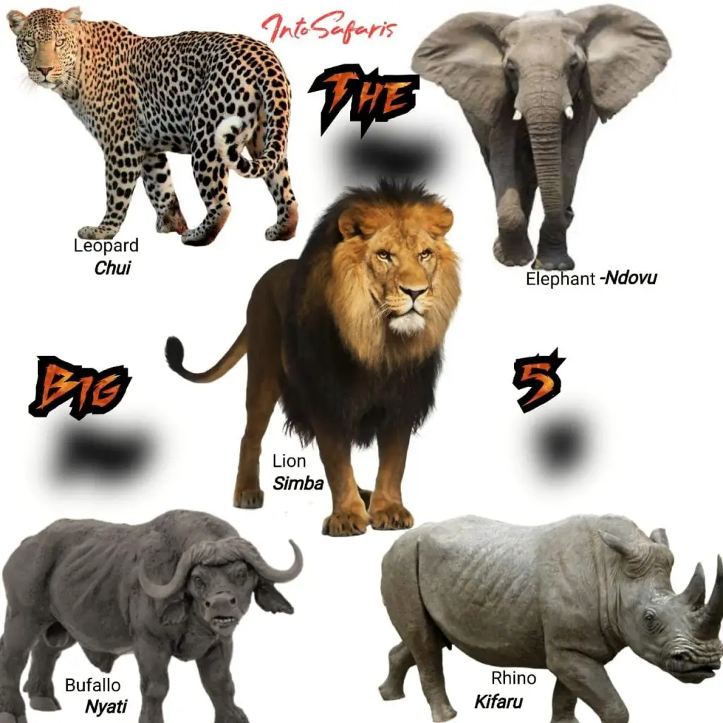 The Big 5 Animals -wildlife animal names in Swahili