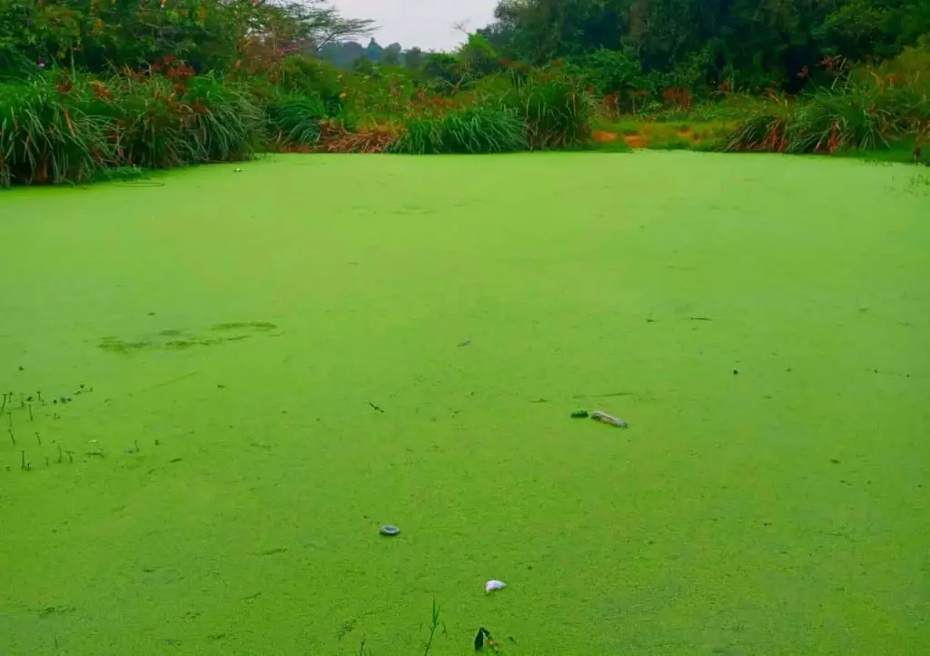 This is not turf Grass but a swamp in Oloolua
