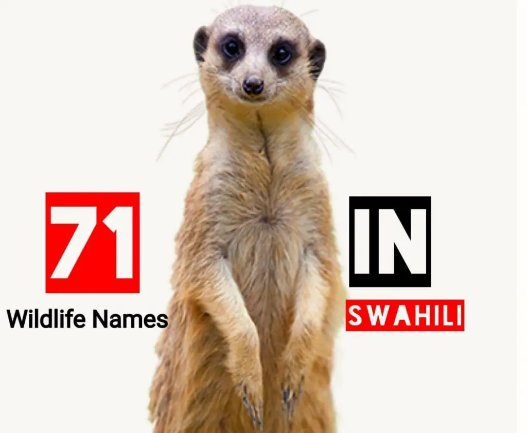 wildlife animal names in Swahili