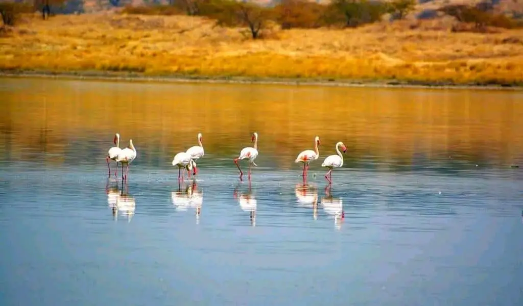 Flamingoes at Lake Magadi