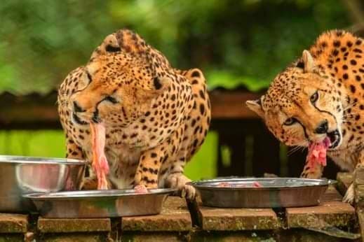 Neten and Lesora Taking their Lunch Image, Mount Kenya Wildlife Conservancy