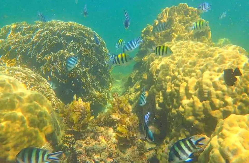 One of the main touristic attractions in Mombasa - Marine Park