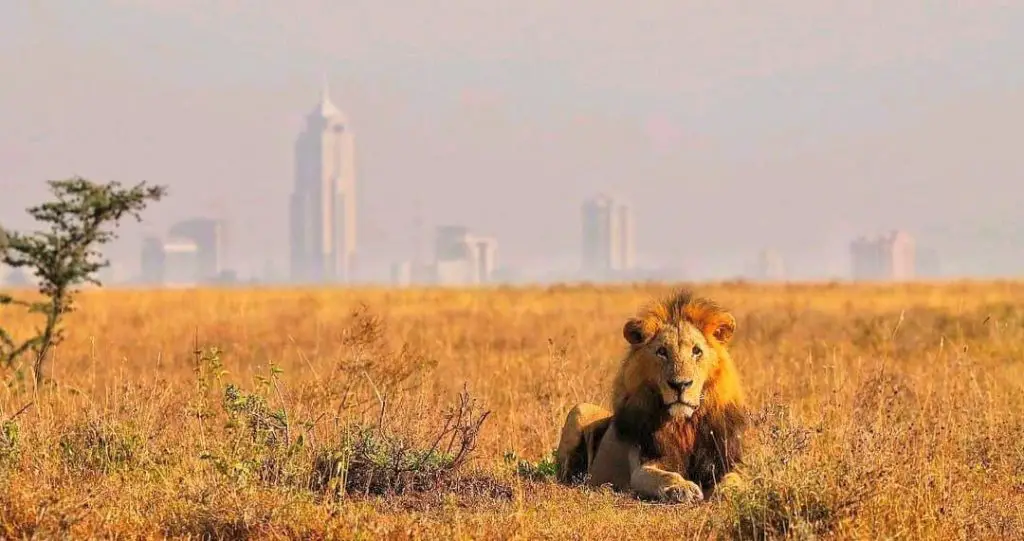 This Image by Paul at Nairobi National Park, defines patience in Photography, Getting a lion in such a backdrop