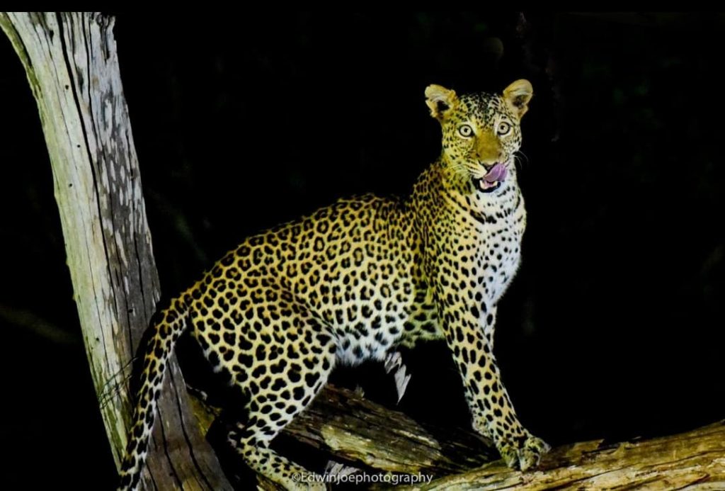 The Leopard Appearance at Ngulia Safari Lodge. Image Edwin Joe