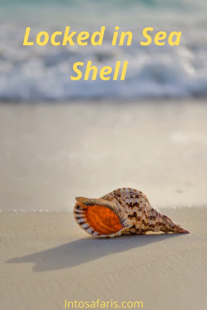 Locked in a Sea Shell