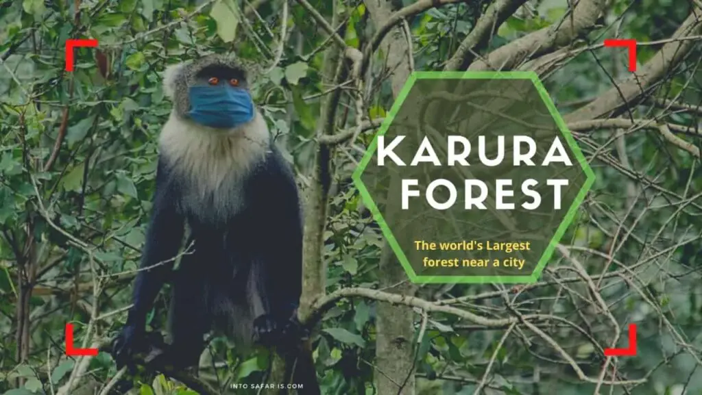 Karura Forest Reserve